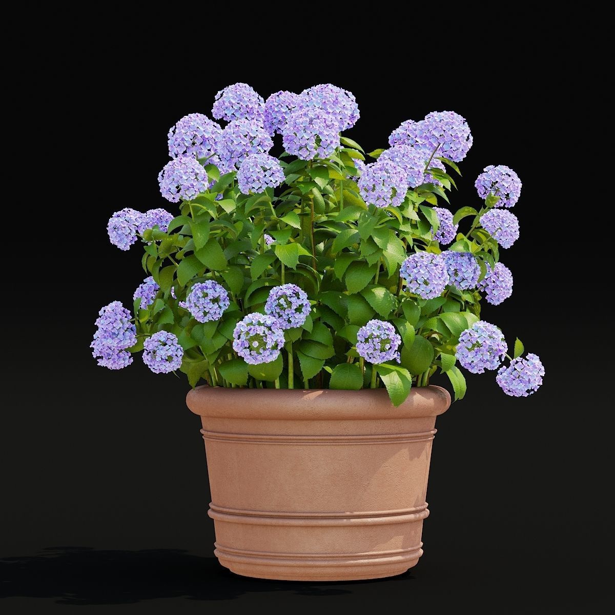 Hydrangea macrophylla 2 colors 3D model_1