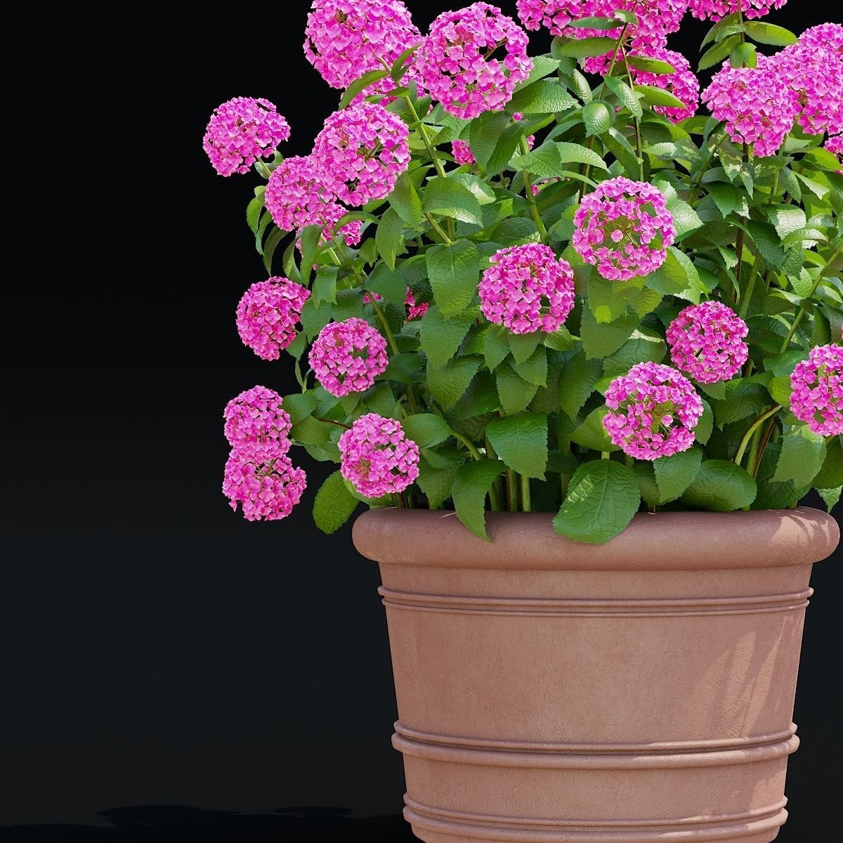 Hydrangea macrophylla 2 colors 3D model_4