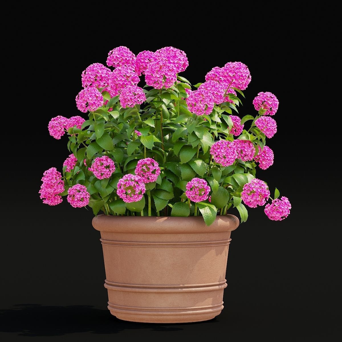 Hydrangea macrophylla 2 colors 3D model_2