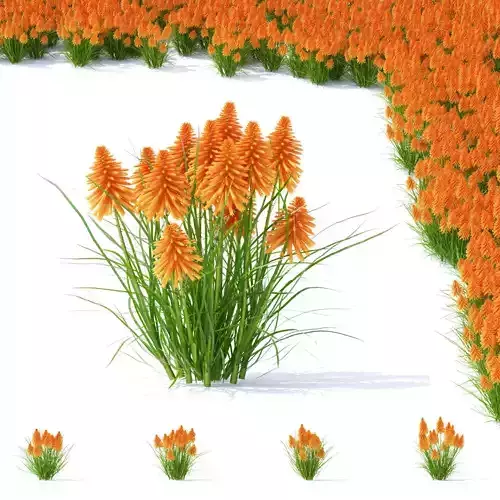 Kniphofia flower 3D model