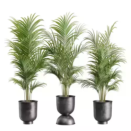 Dypsis Lutescens Set 02 - Areca Palm 3D model