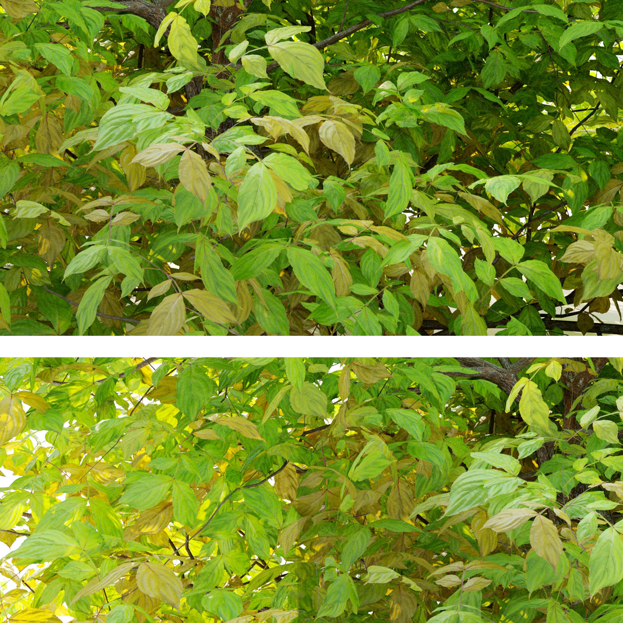 Spiraea japanica bush 3D model_3