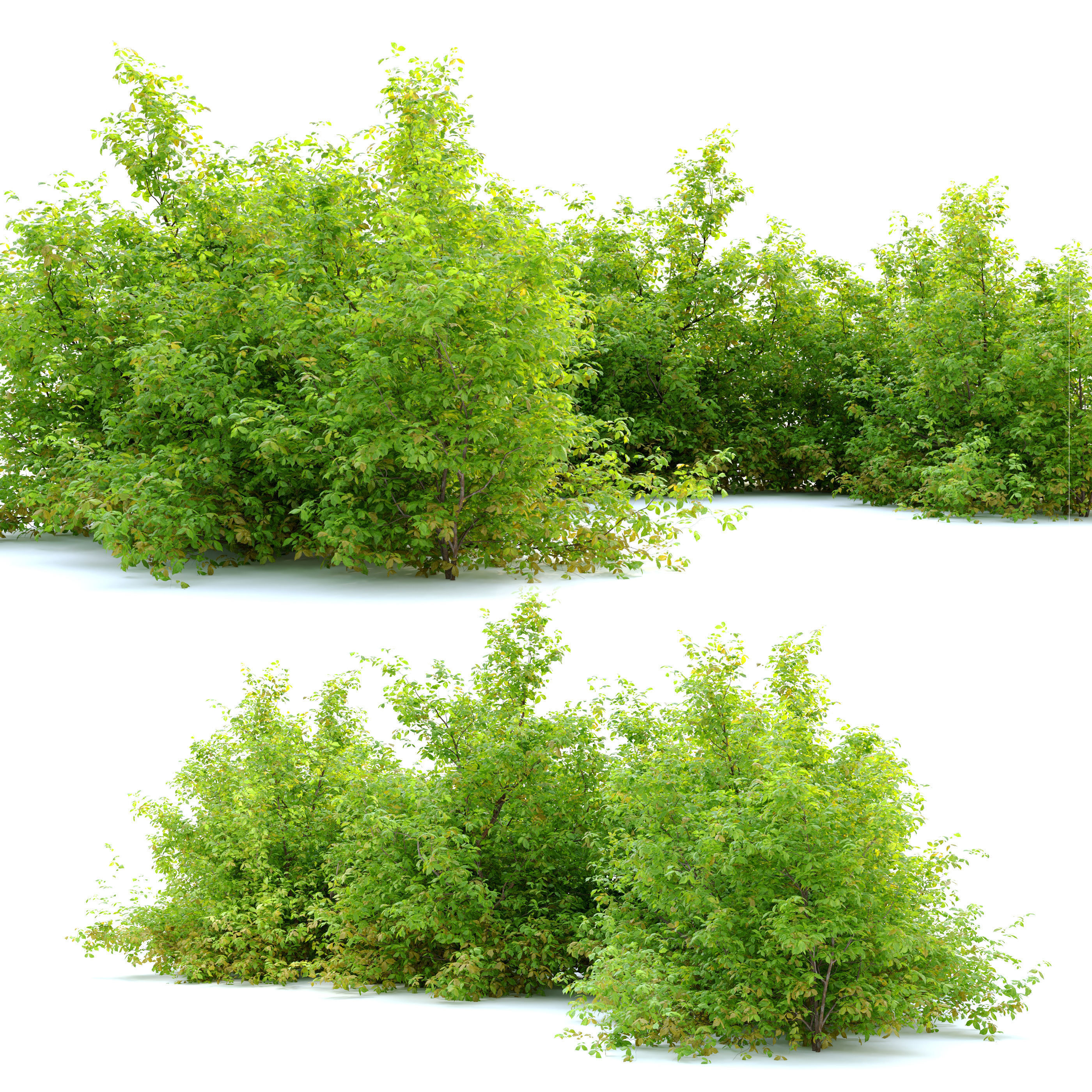 Spiraea japanica bush 3D model_1