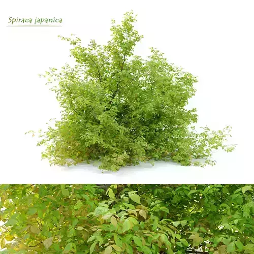 Spiraea japanica bush 3D model