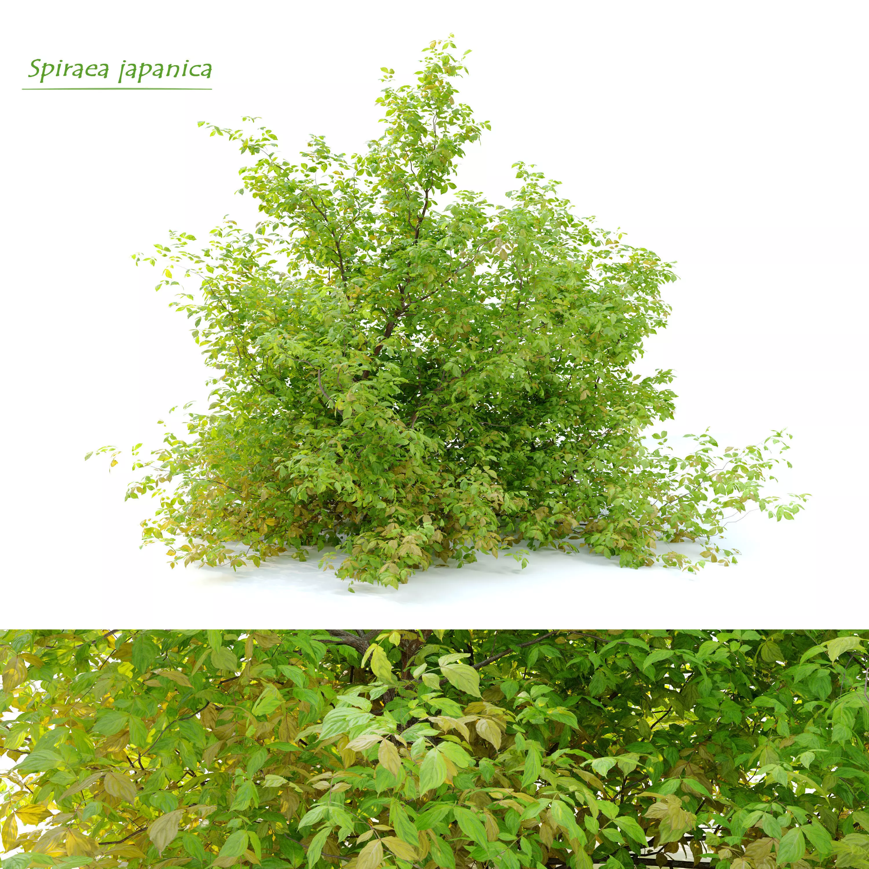 Spiraea japanica bush 3D model_0