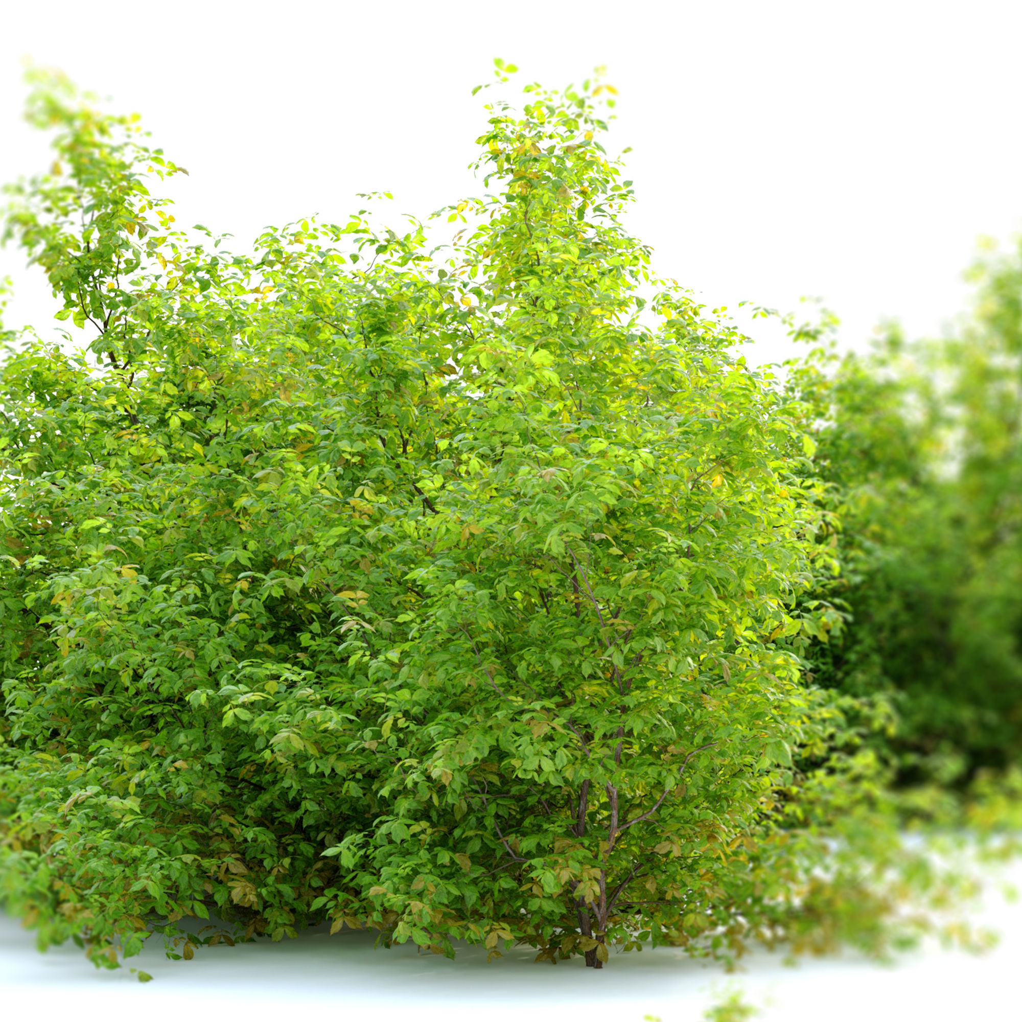 Spiraea japanica bush 3D model_4