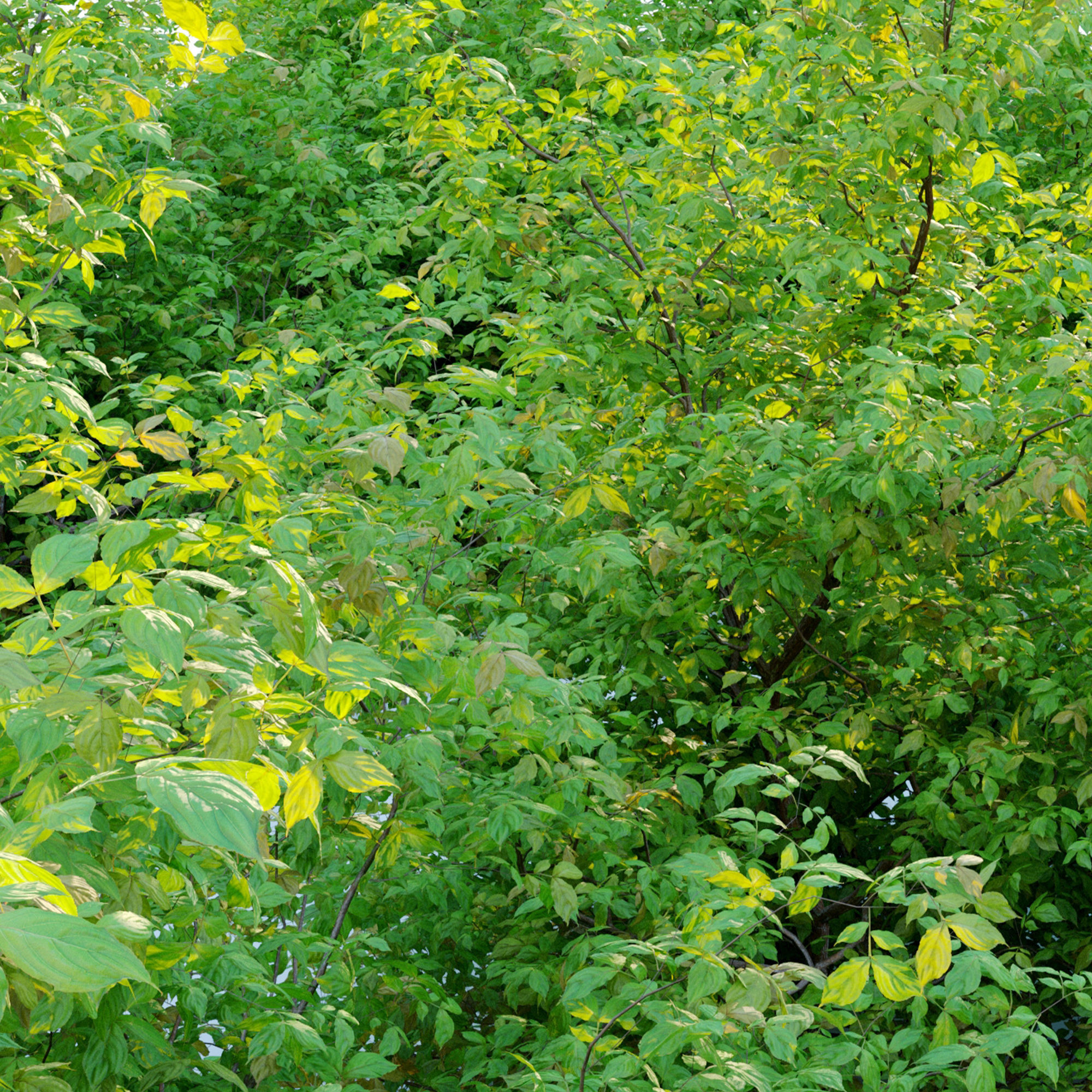 Spiraea japanica bush 3D model_5