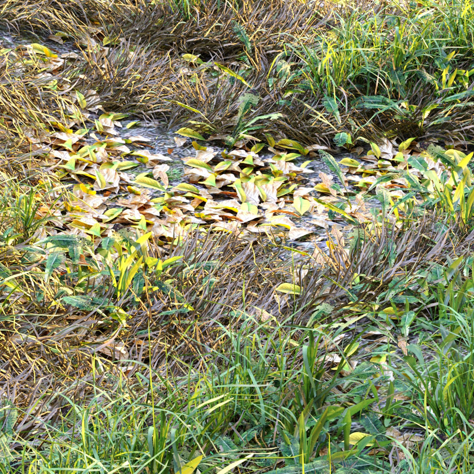 Meadow 2 grass in field 3D model_4