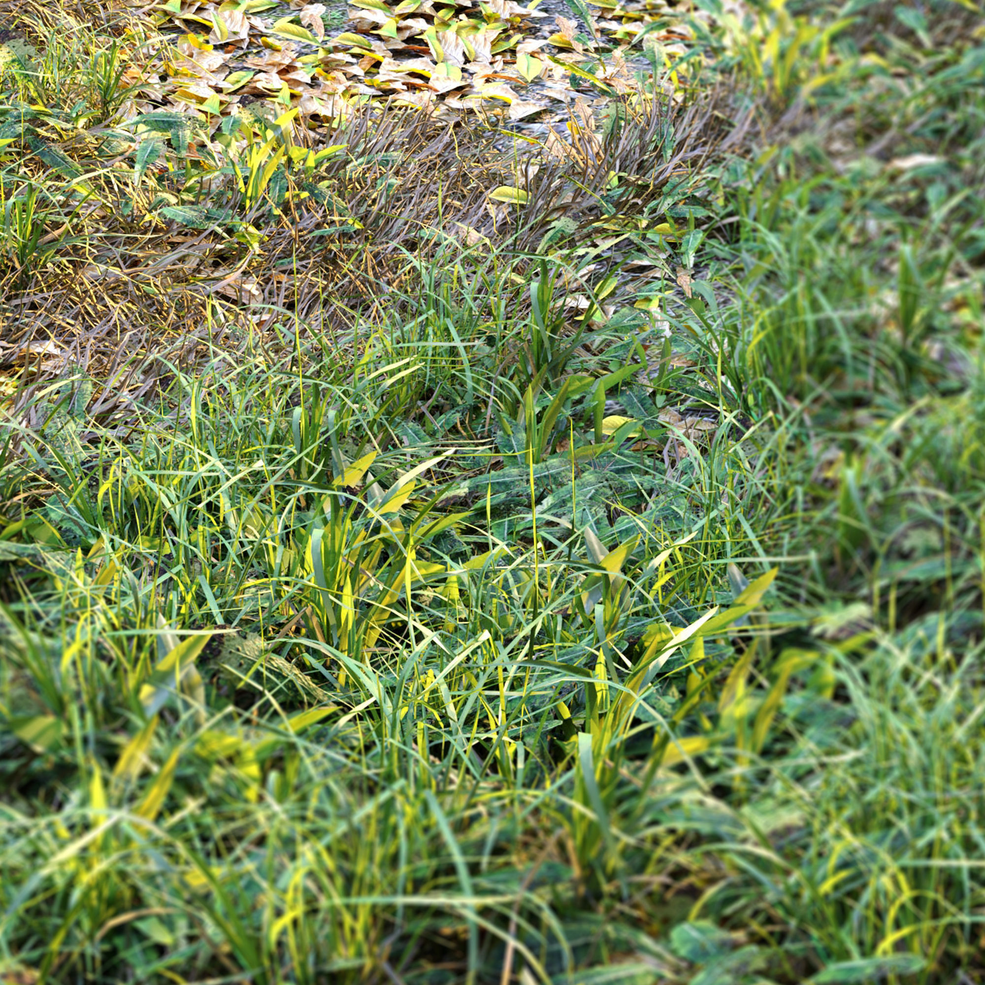 Meadow 2 grass in field 3D model_6