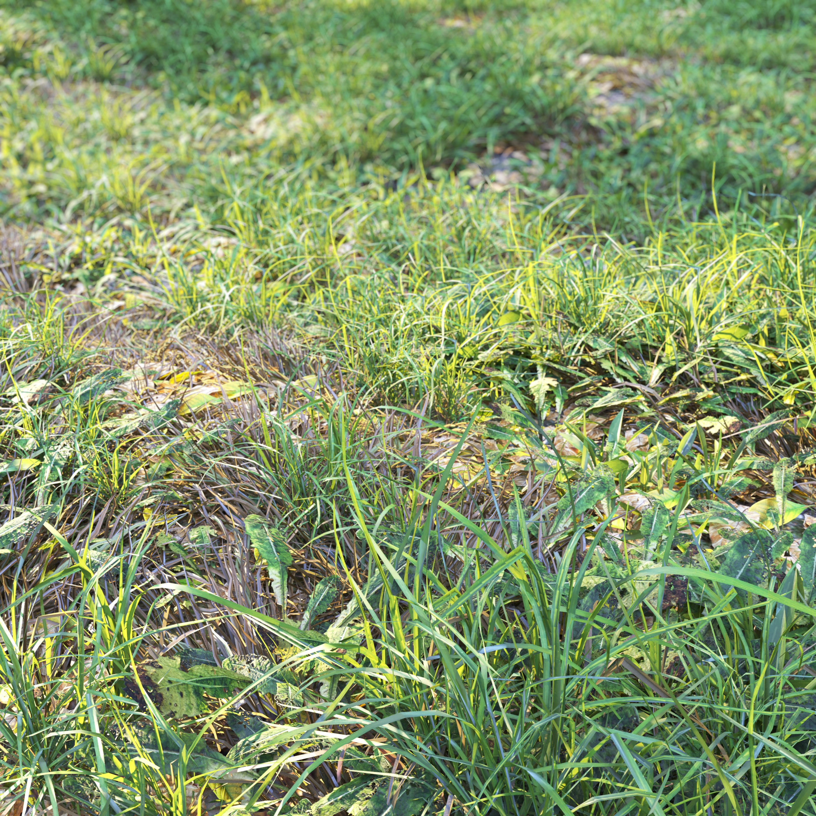 Meadow 2 grass in field 3D model_3