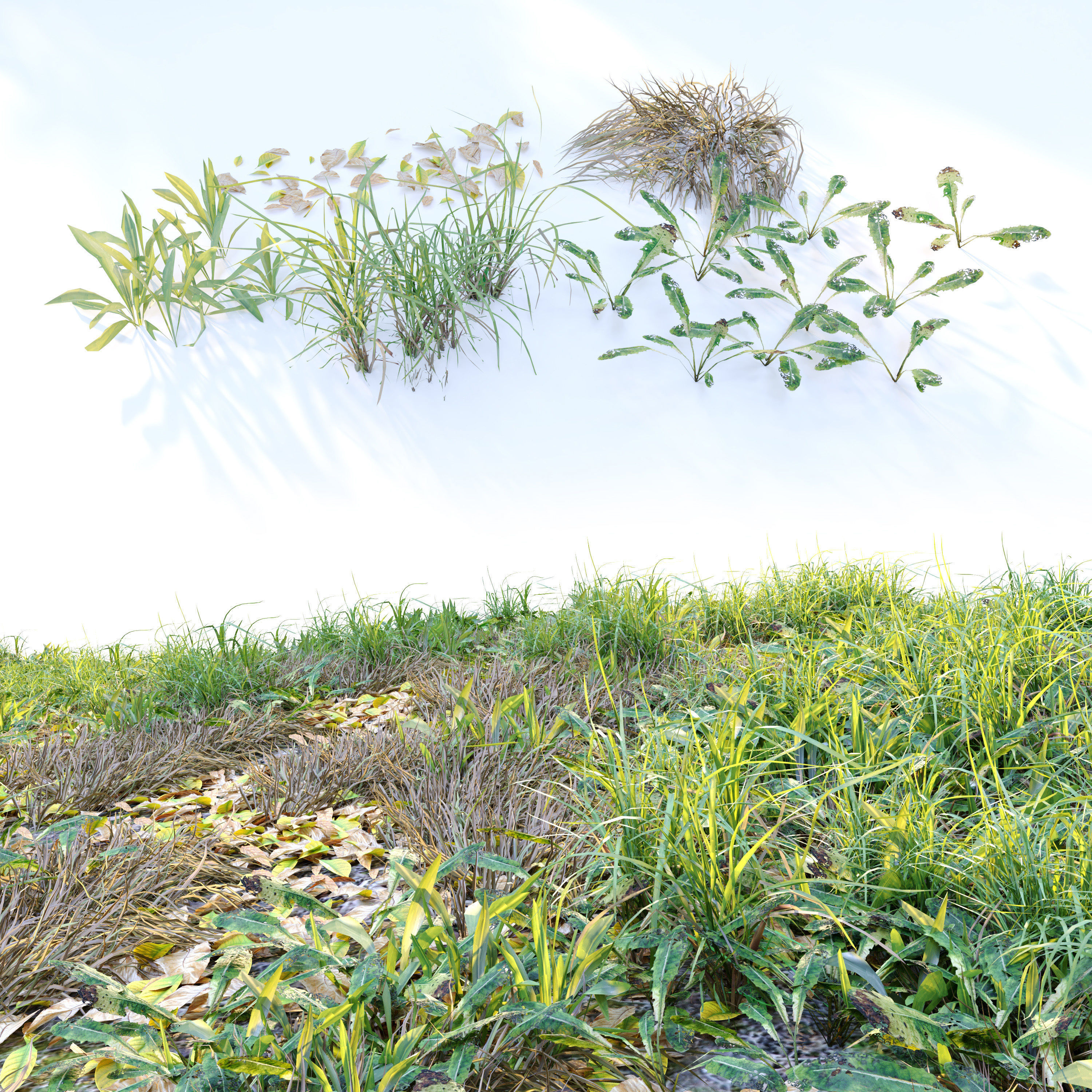 Meadow 2 grass in field 3D model_1