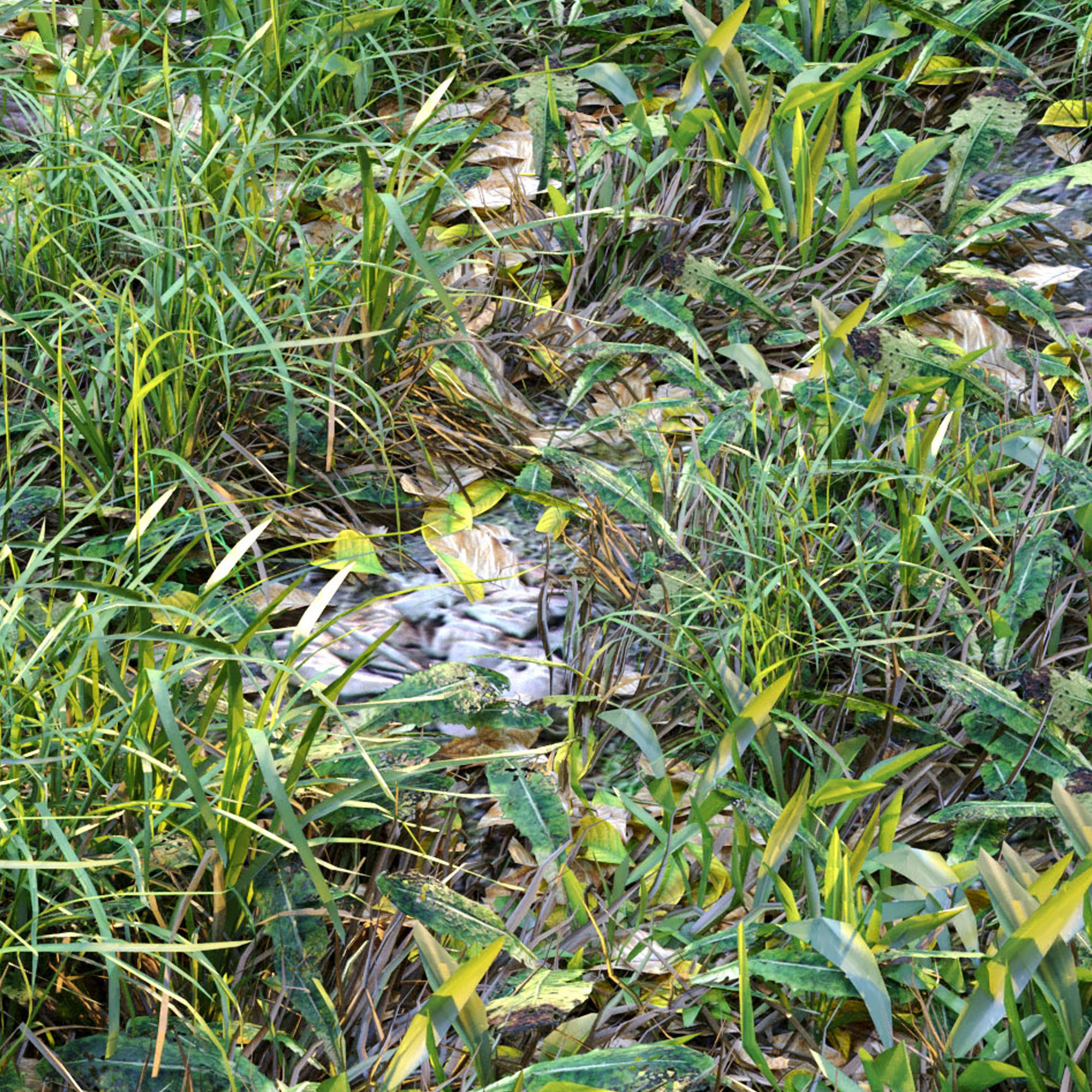 Meadow 2 grass in field 3D model_5