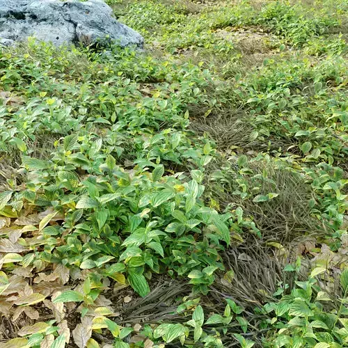 Meadow plants growing in sand
