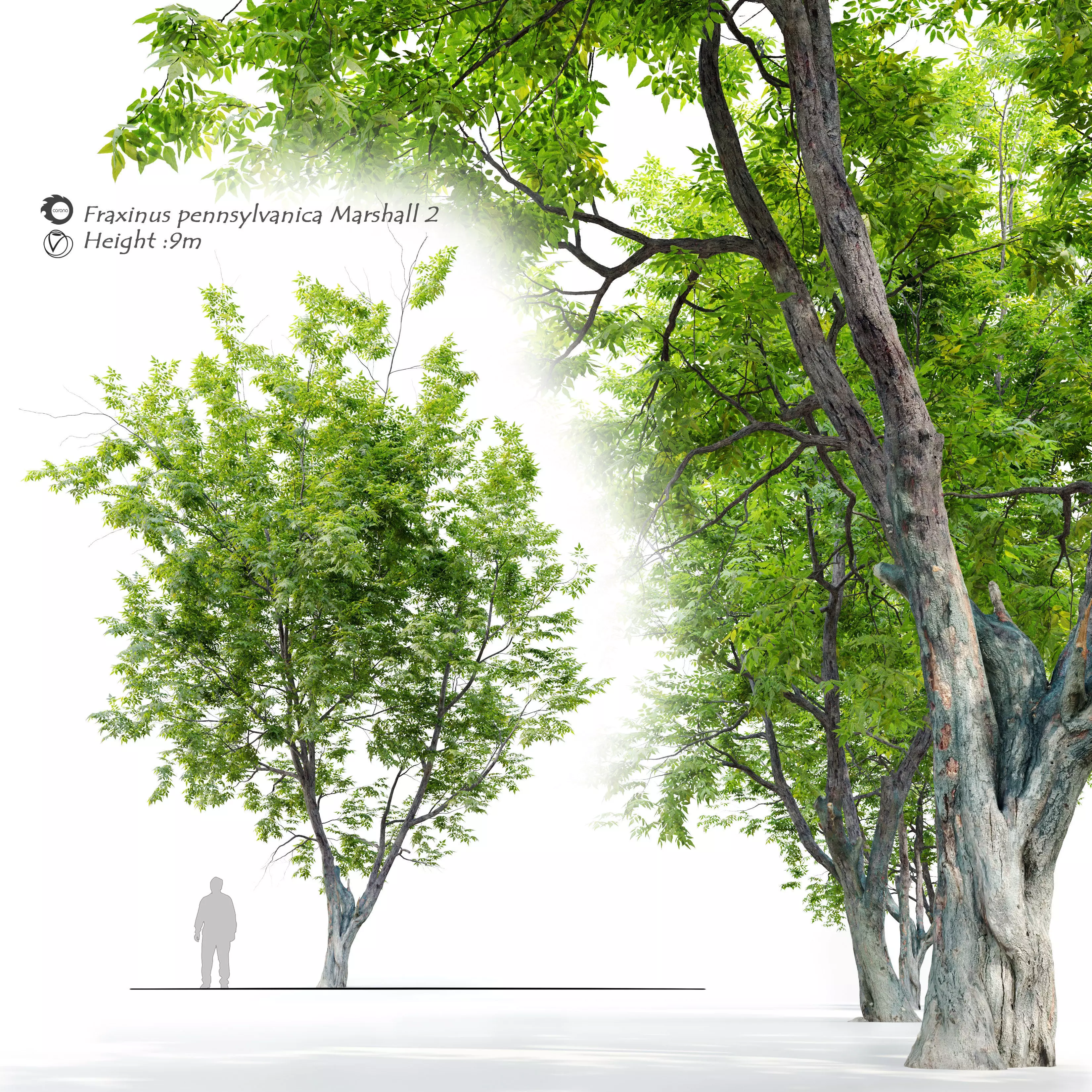 Fraxinus pennsylvanica Marshall 2 3D model