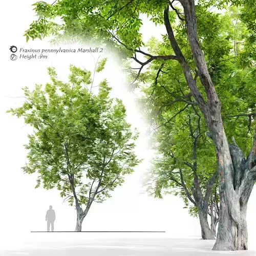 Fraxinus pennsylvanica Marshall 2