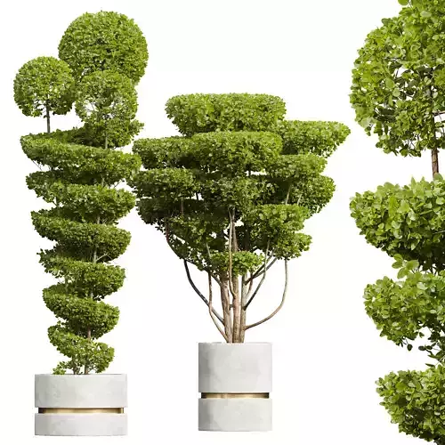 New Plant Ficus Concinna Bonsai Pruned Pot 3D model