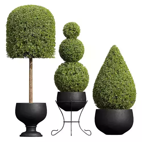 New Plant Ficus Concinna Bonsai Pruned08 3D model