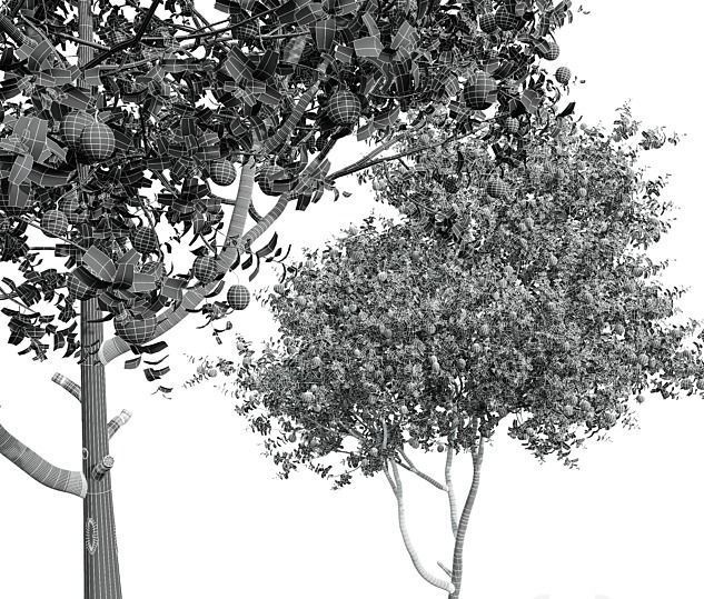 New Plant High detail Citrus Sinensis Orange Arancio 3D model_4