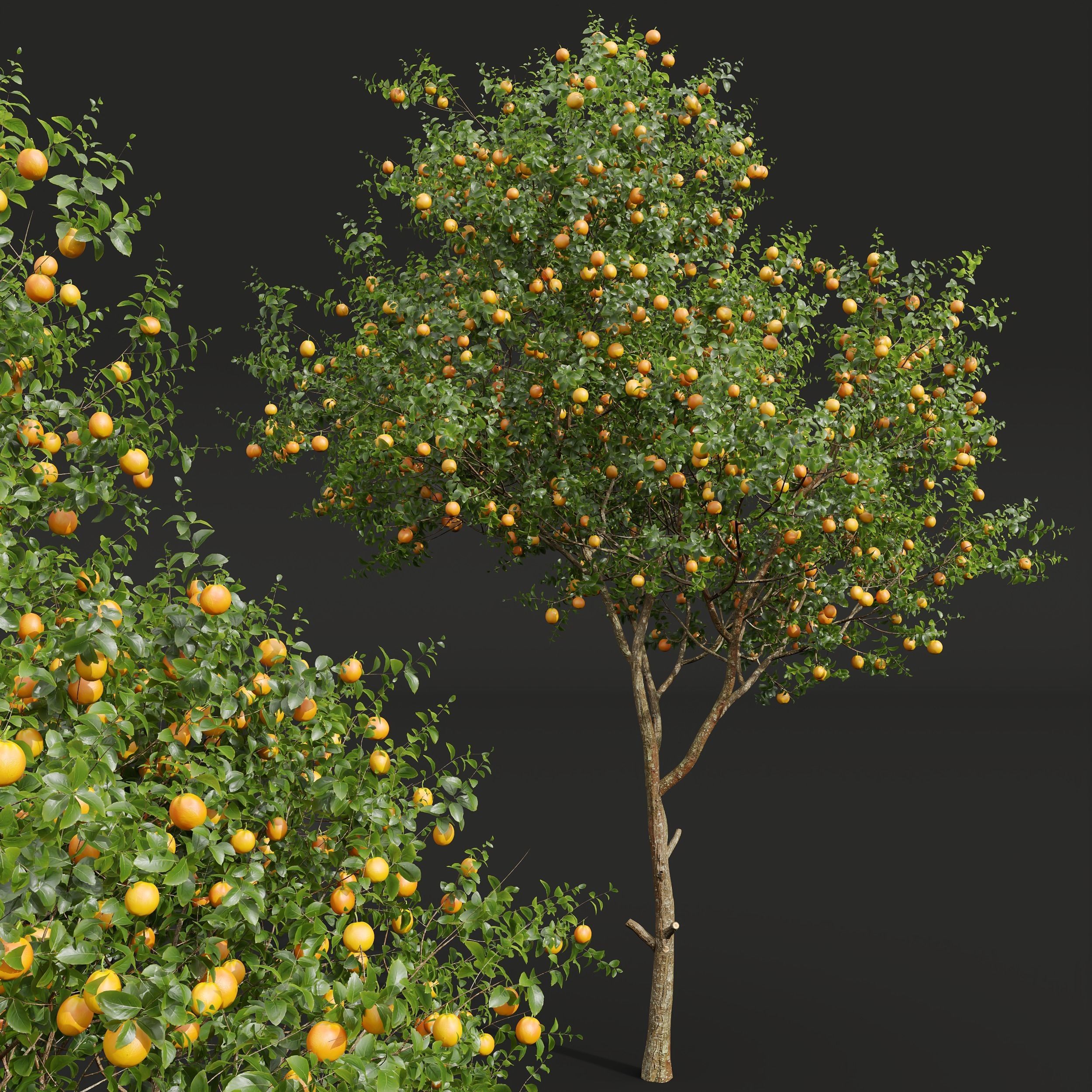 New Plant High detail Citrus Sinensis Orange Arancio 3D model_1