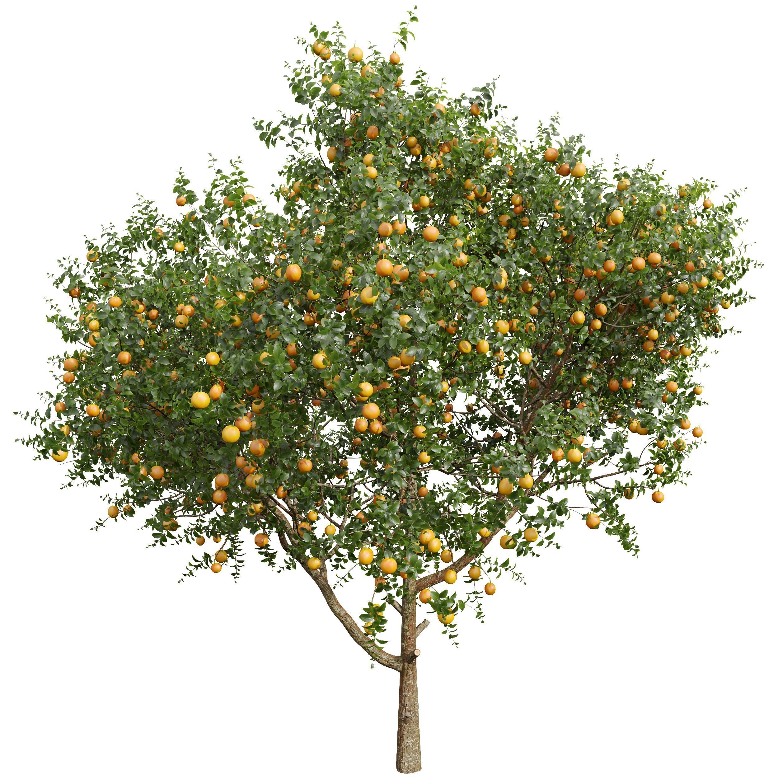 New Plant High detail Citrus Sinensis Orange Arancio 3D model_3
