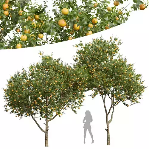 New Plant High detail Citrus Sinensis Orange Arancio 3D model