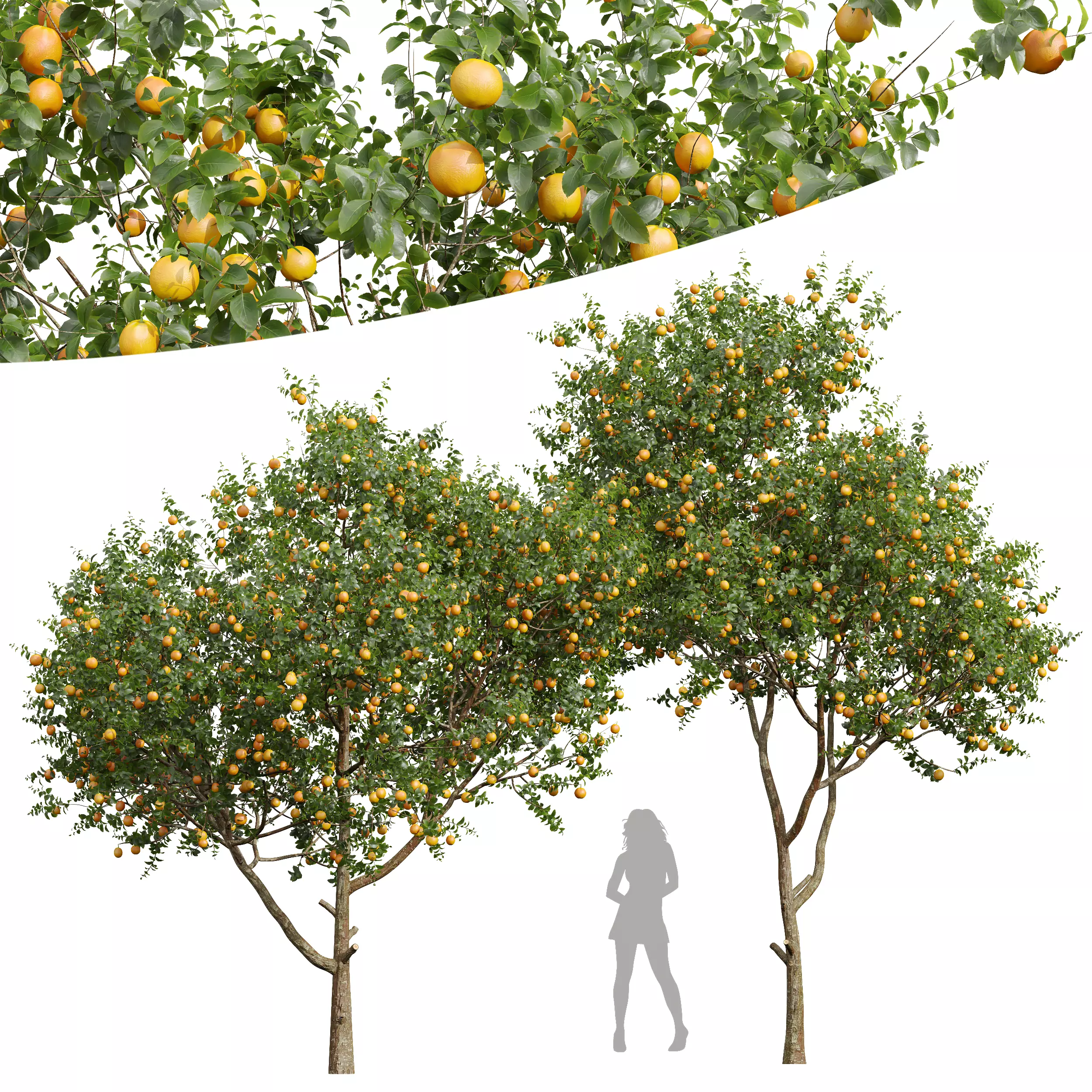 New Plant High detail Citrus Sinensis Orange Arancio 3D model_0