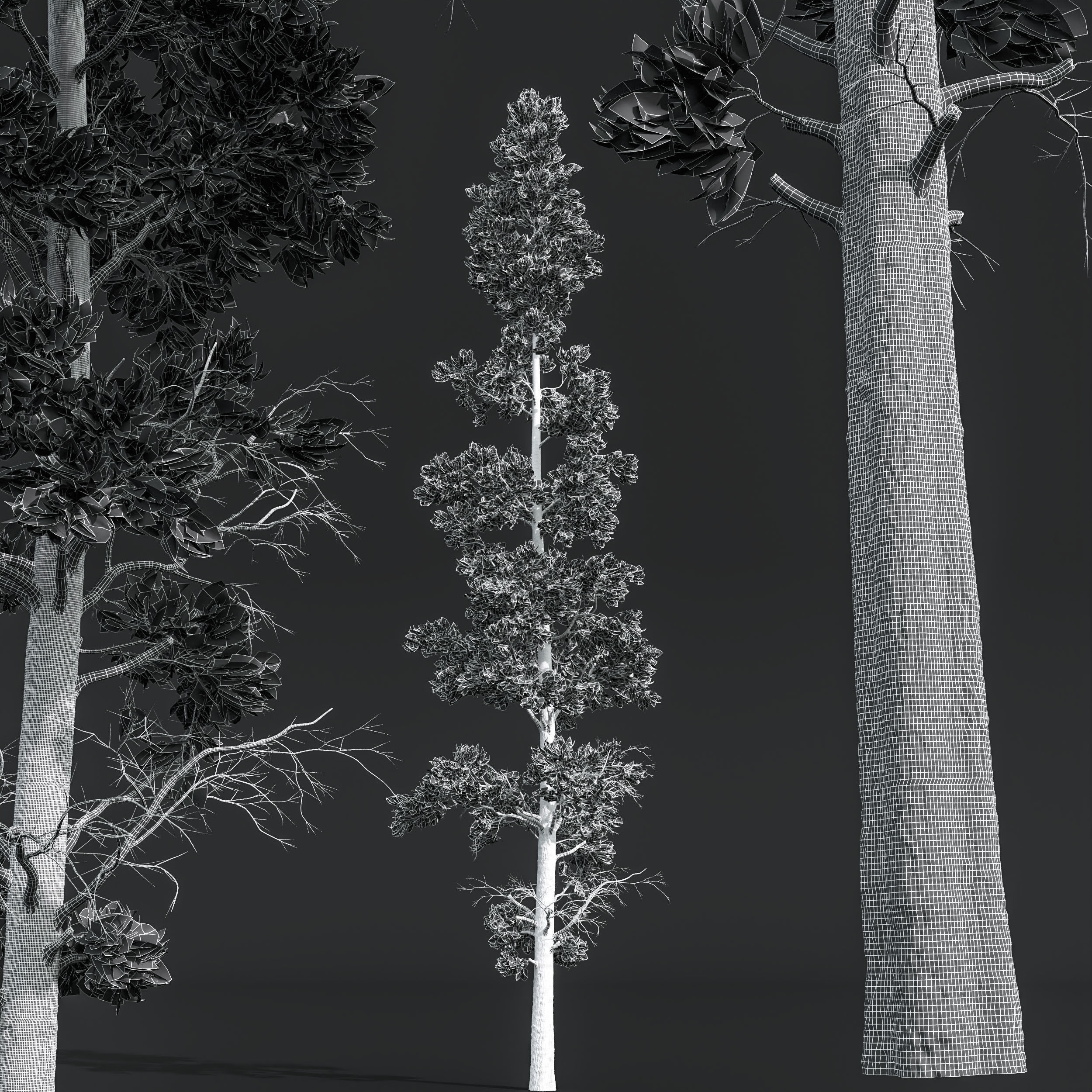 Sphaeropteris Lepifera and Pinus Palustris 3D model_6