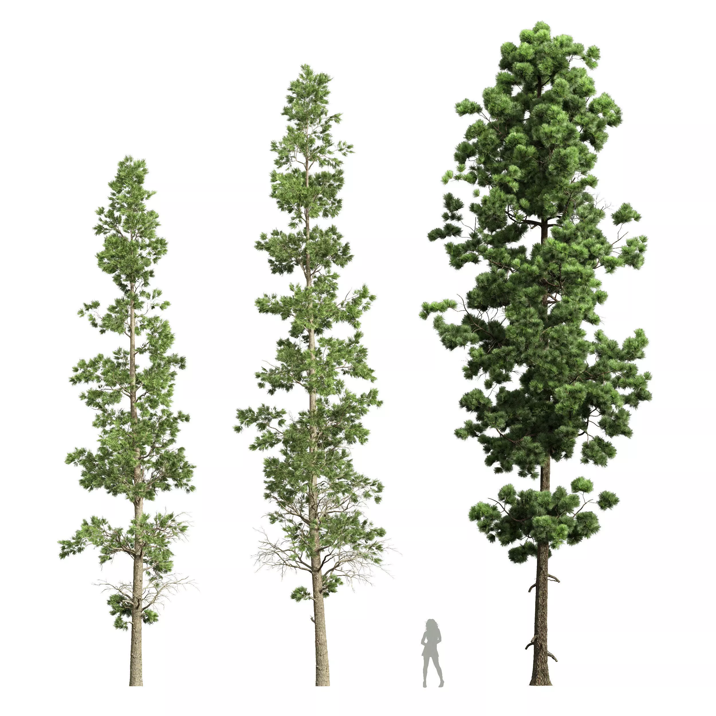 Sphaeropteris Lepifera and Pinus Palustris 3D model_0