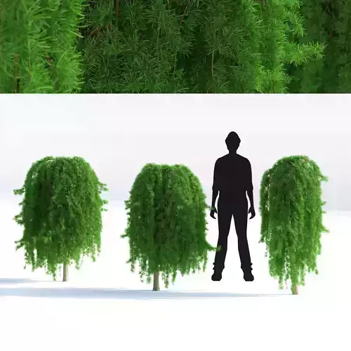 Larix Kaempferi Stiff Weeper 3D model