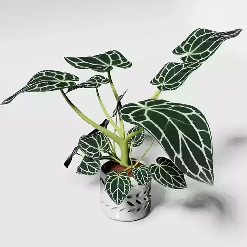 Anthurium Rioclarense caladium 3D model