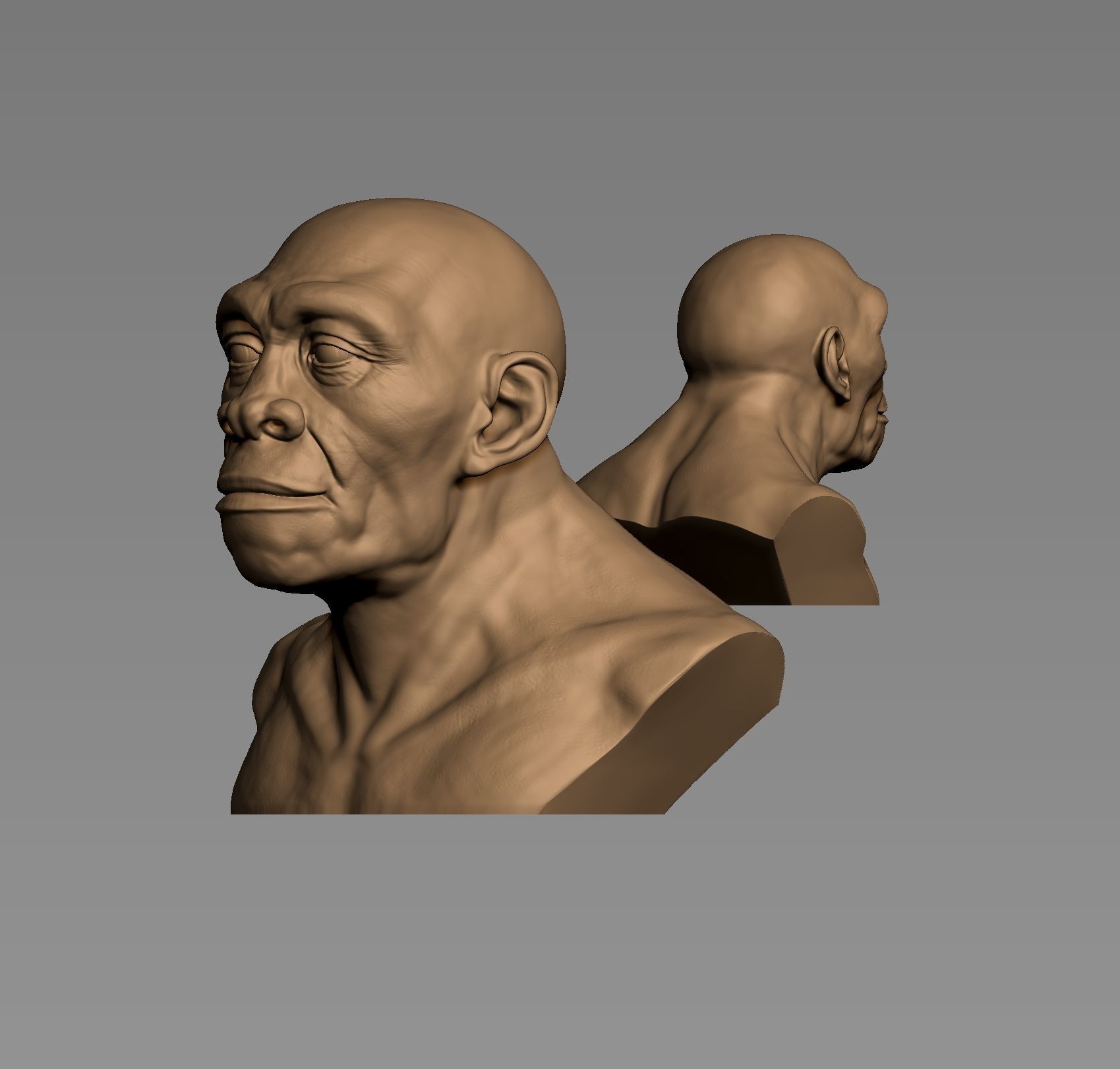 Homo erectus 3D print model_5