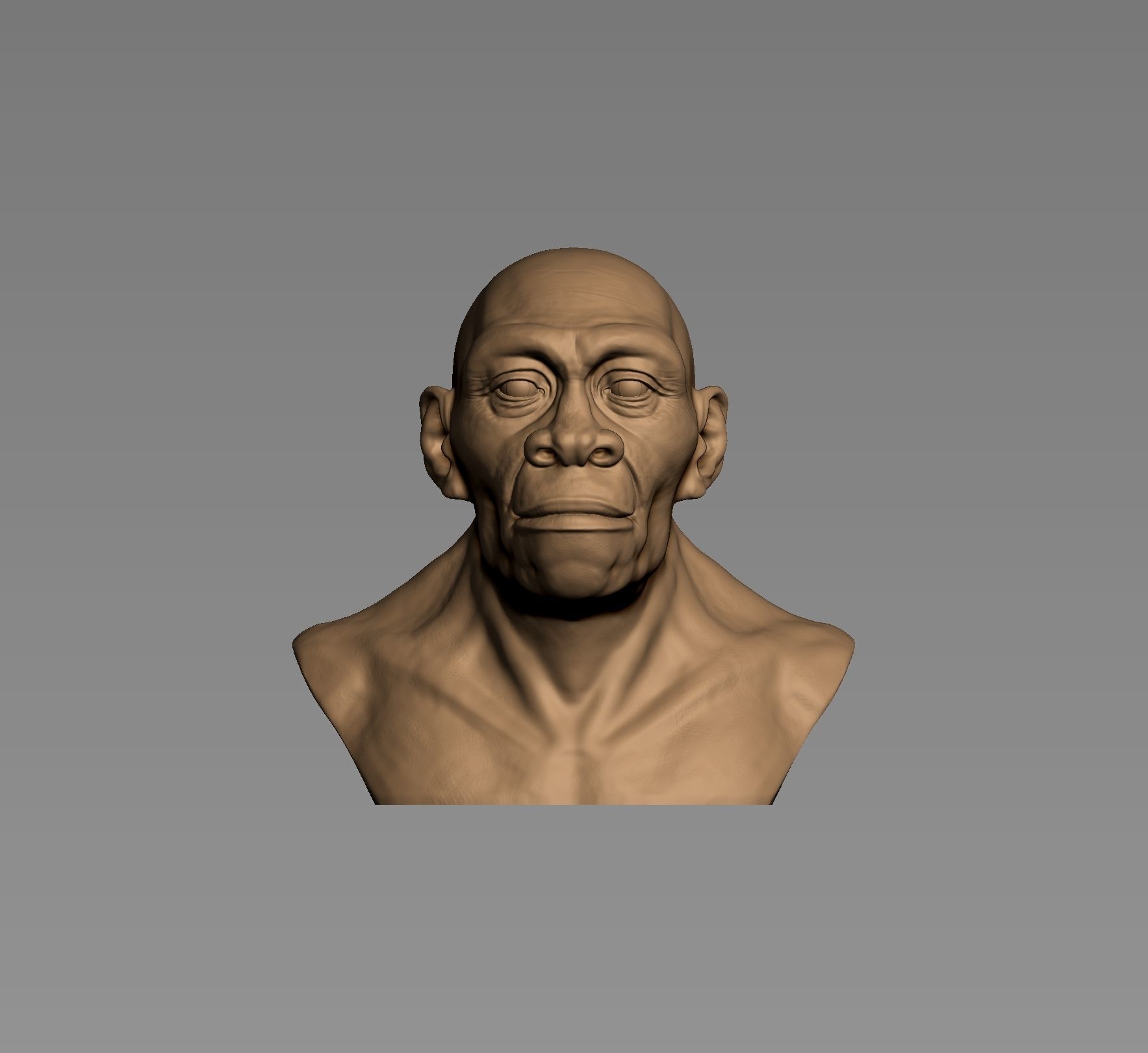Homo erectus 3D print model_4