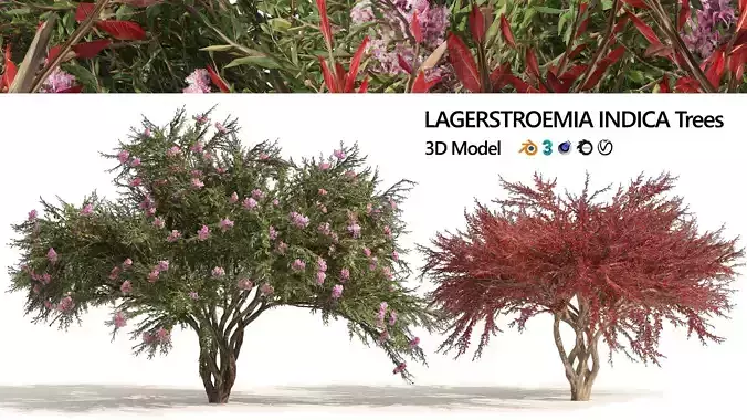 Lagerstroemia indica Trees 3D model