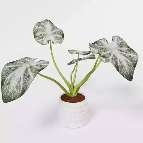 caladium habit Pbr Texture Normal map AO Roughness 3D model