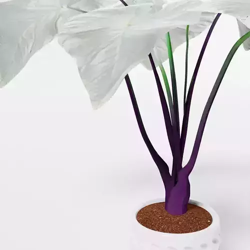 caladium moonlight florida 3D model