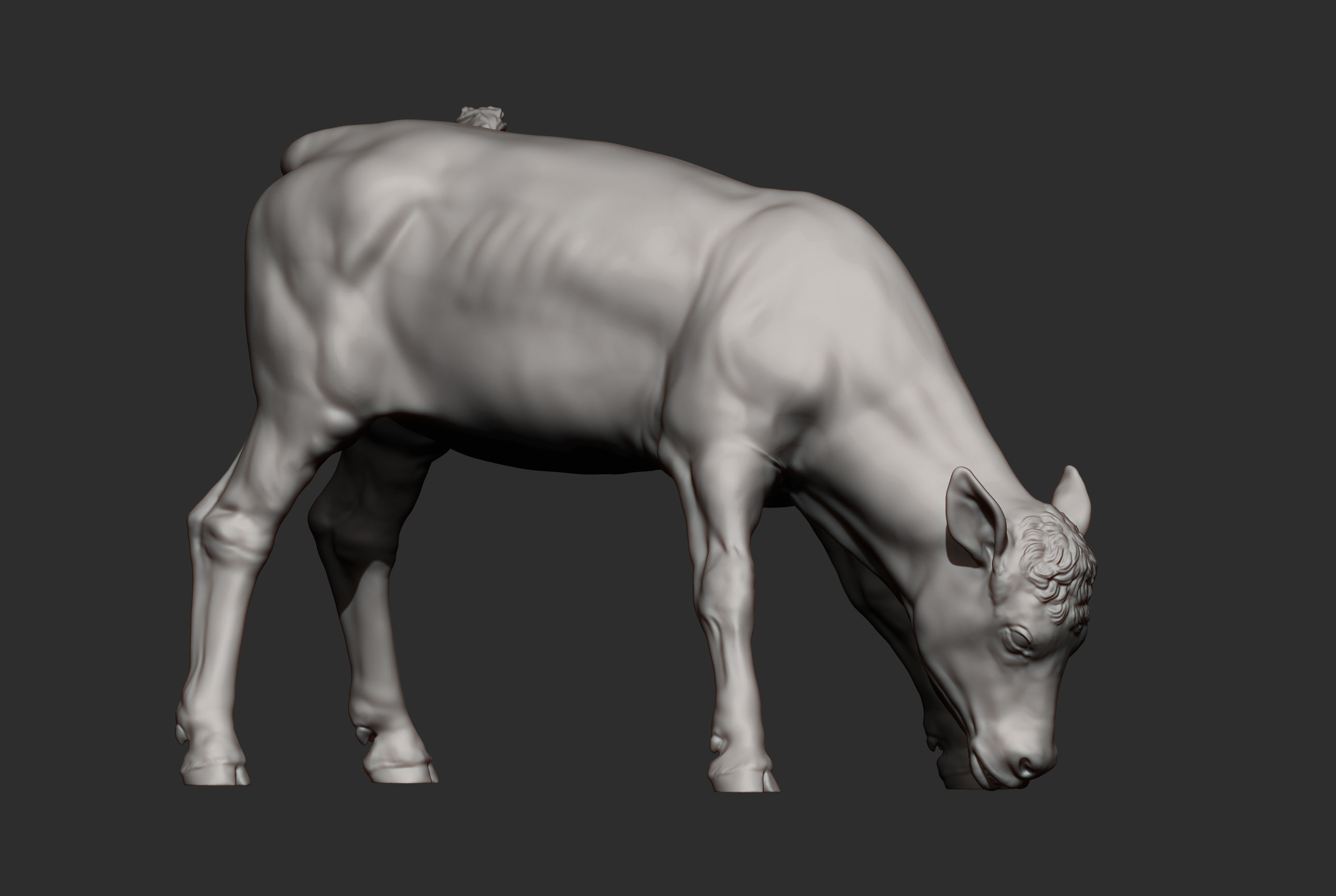 Calf 3D print model cow 3D print model_10