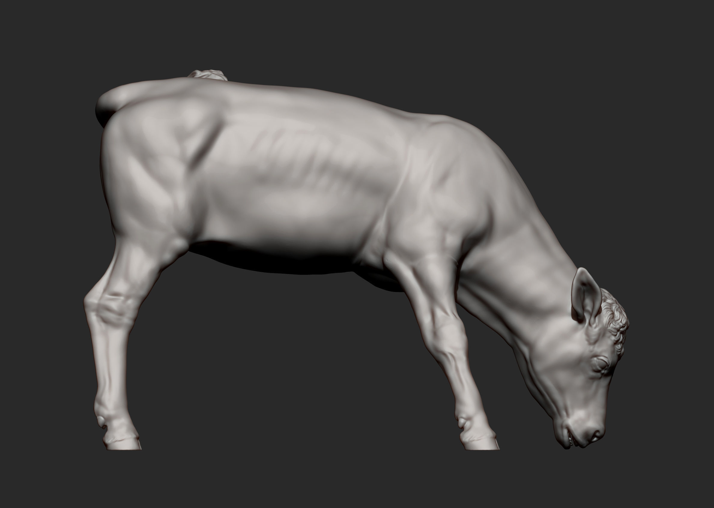 Calf 3D print model cow 3D print model_7