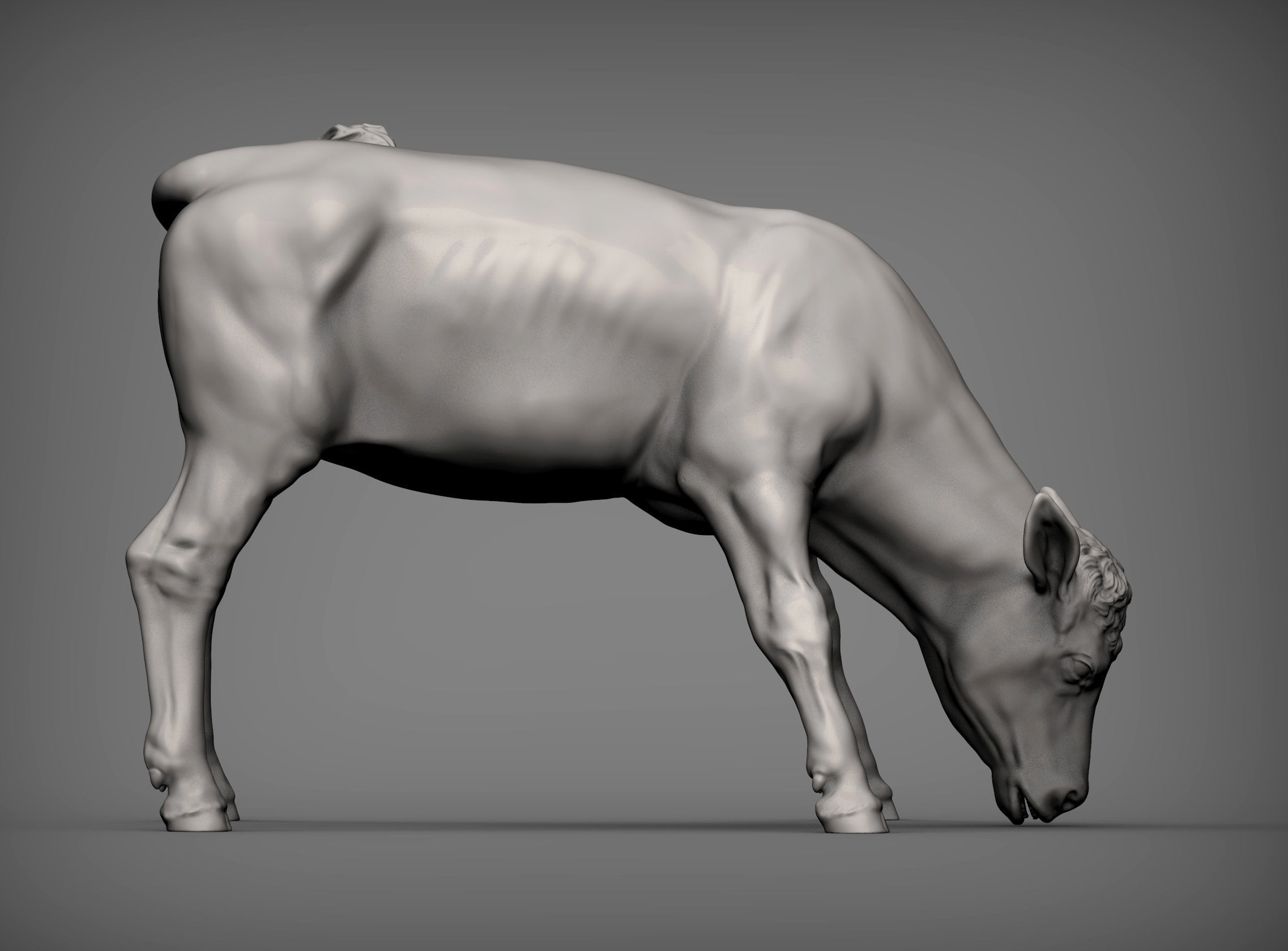 Calf 3D print model cow 3D print model_6