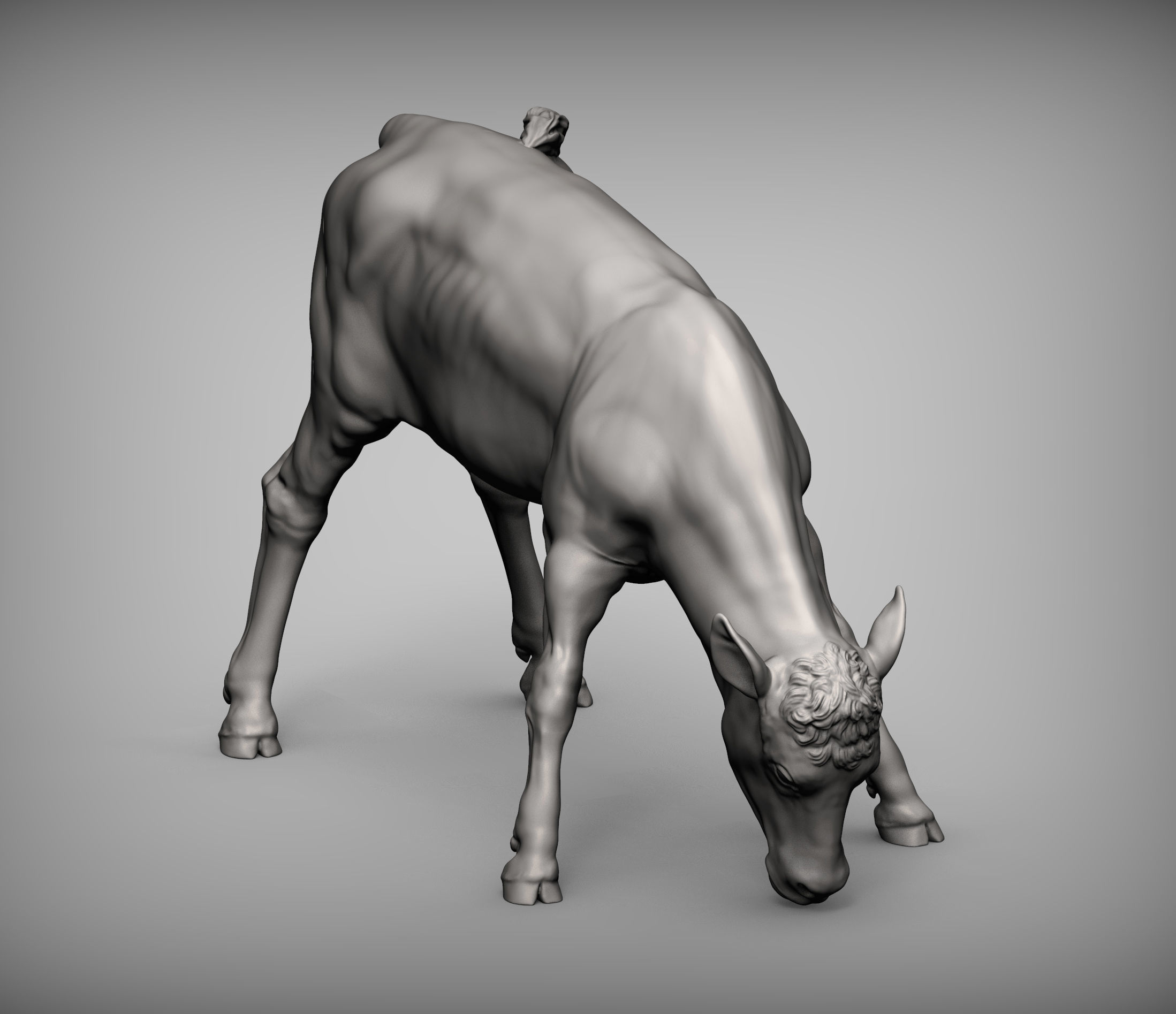 Calf 3D print model cow 3D print model_5