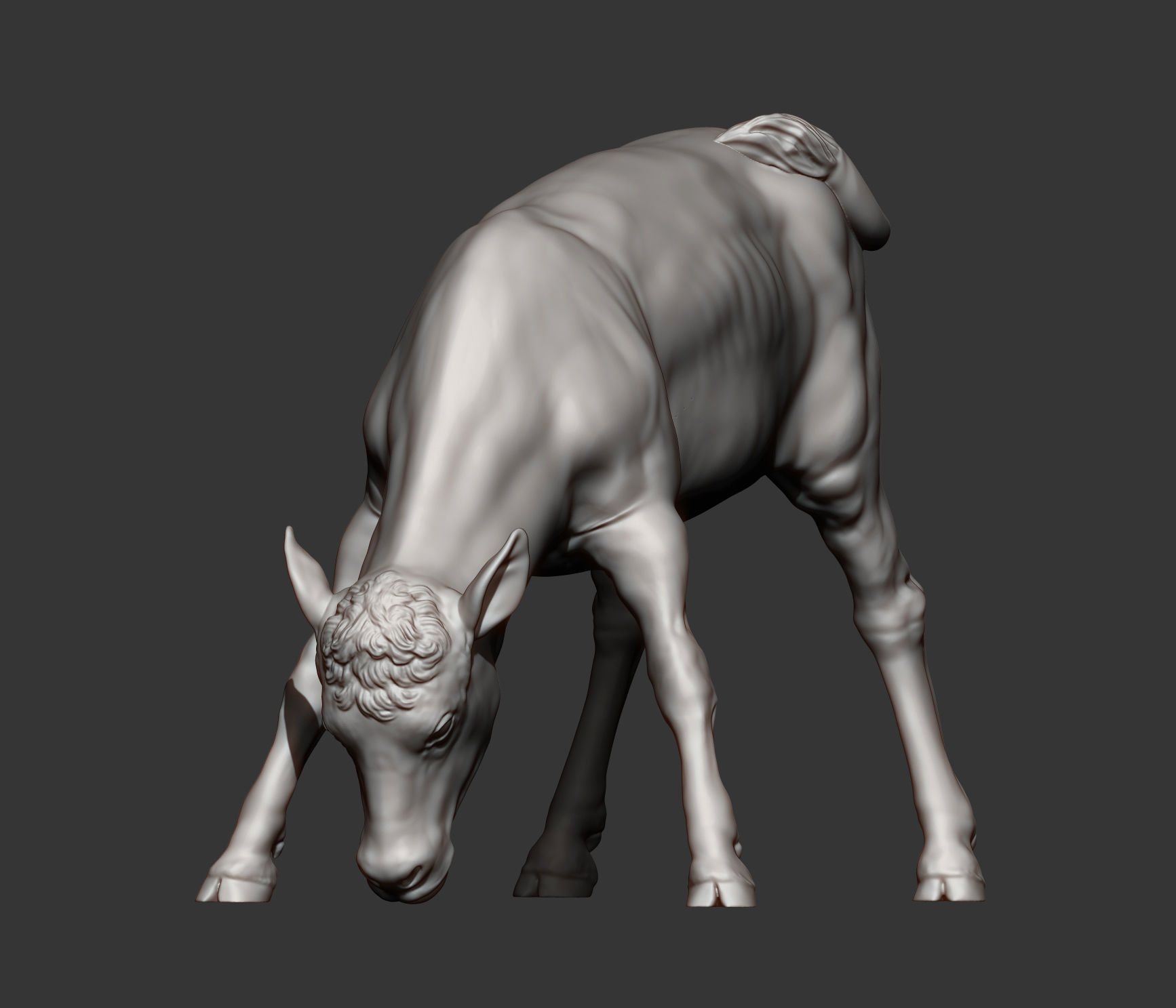 Calf 3D print model cow 3D print model_9