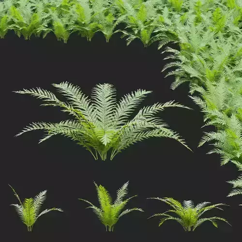 Matteuccia struthiopteris