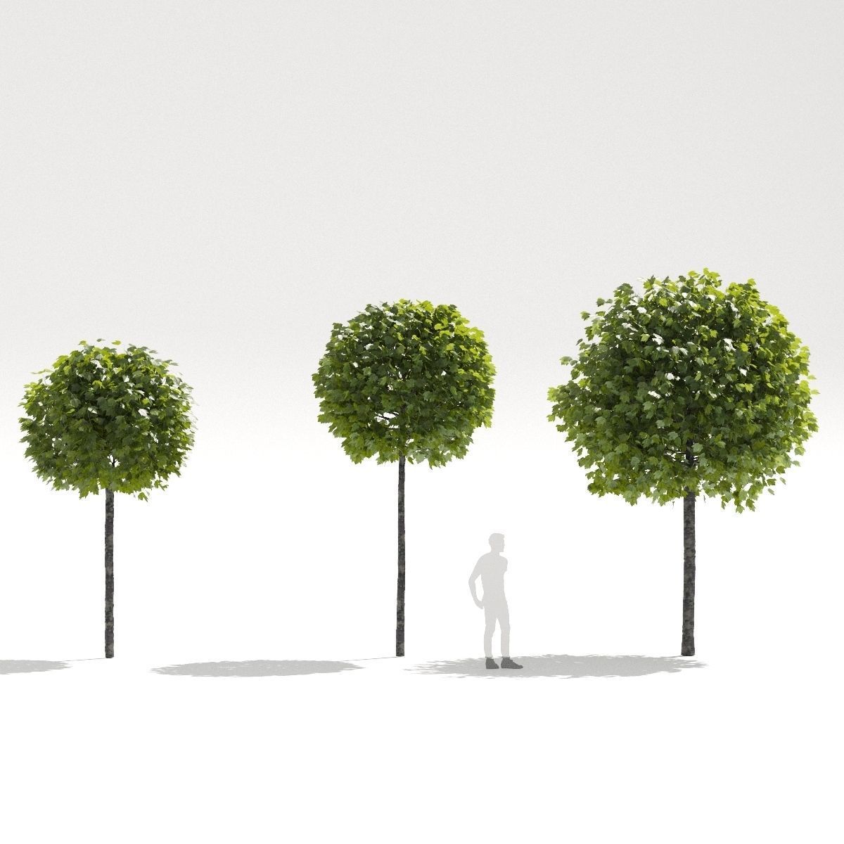 Platanus acerifolia Alphens Globe 3D model_4