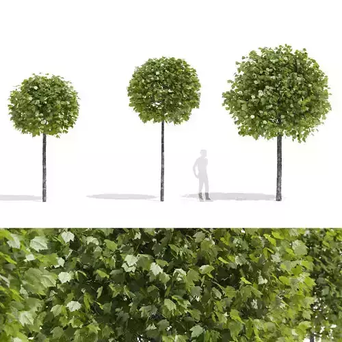 Platanus acerifolia Alphens Globe 3D model