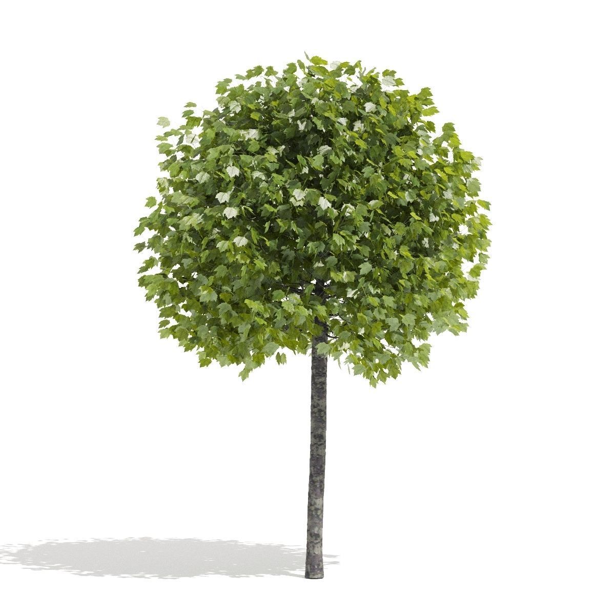 Platanus acerifolia Alphens Globe 3D model_2
