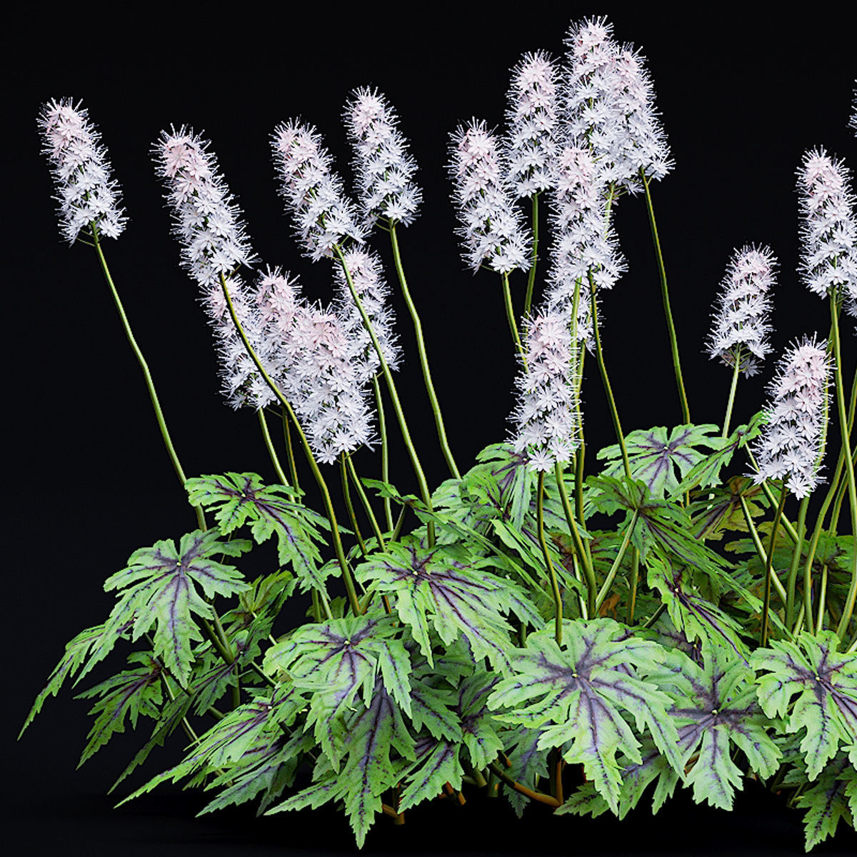 Tiarella cordifolia 3D model_1