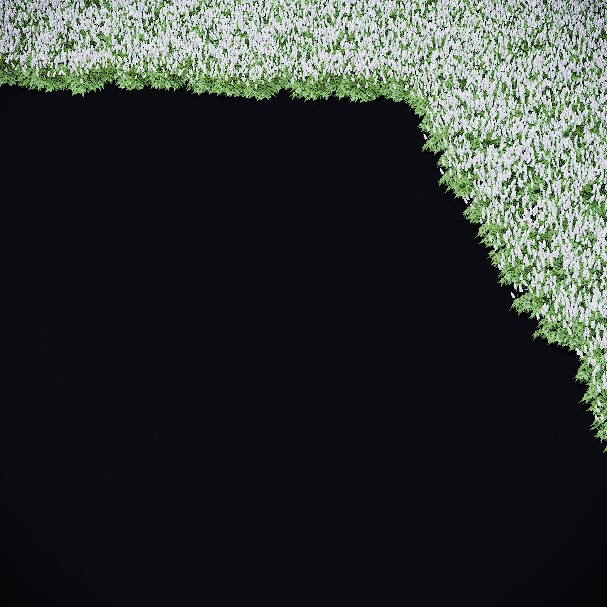 Tiarella cordifolia 3D model_6