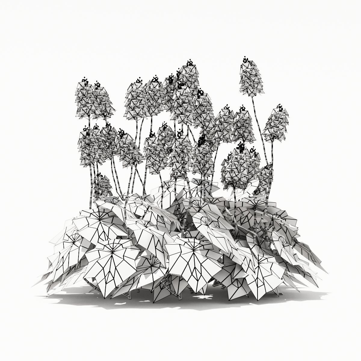 Tiarella cordifolia 3D model_2