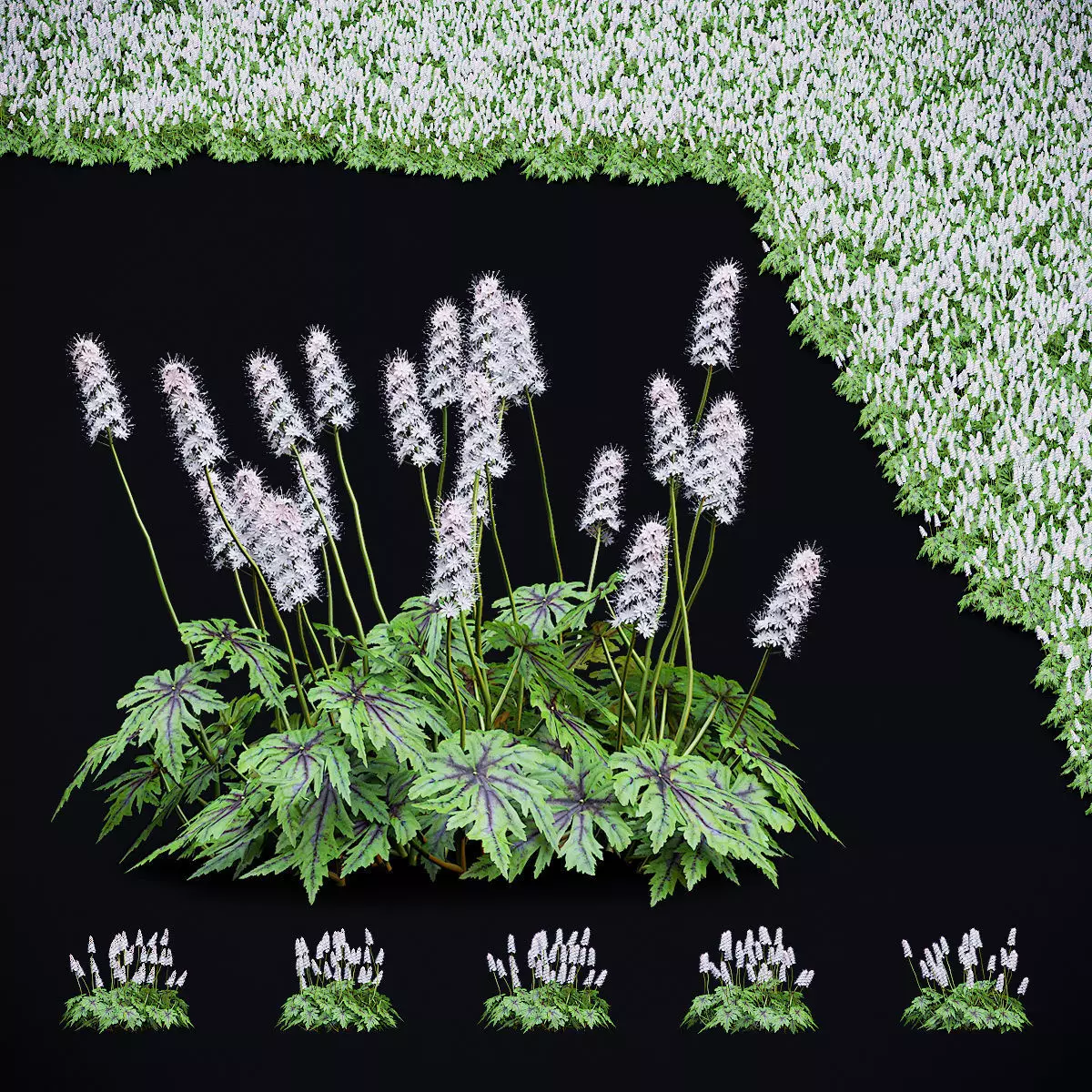 Tiarella cordifolia 3D model_0