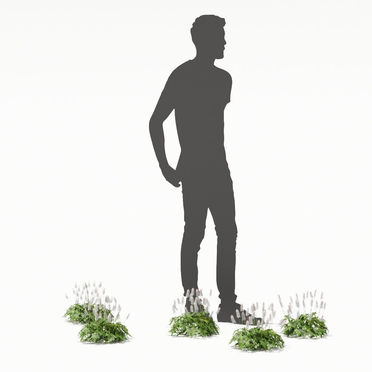 Tiarella cordifolia 3D model_3