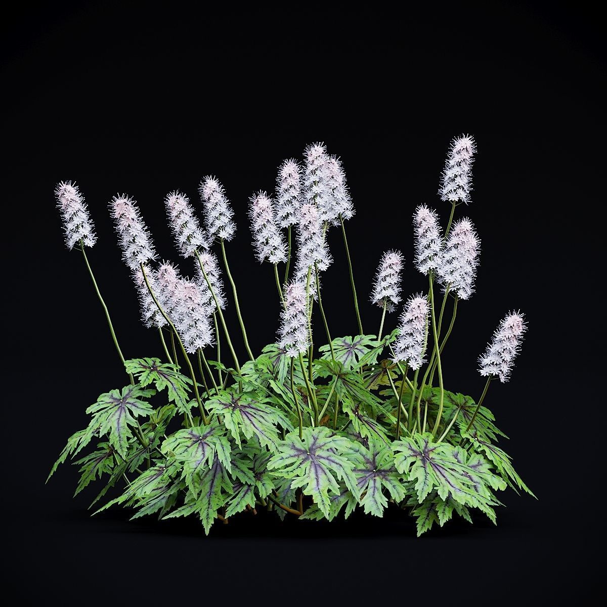Tiarella cordifolia 3D model_5